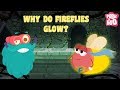 Firefly Biology and Behavior