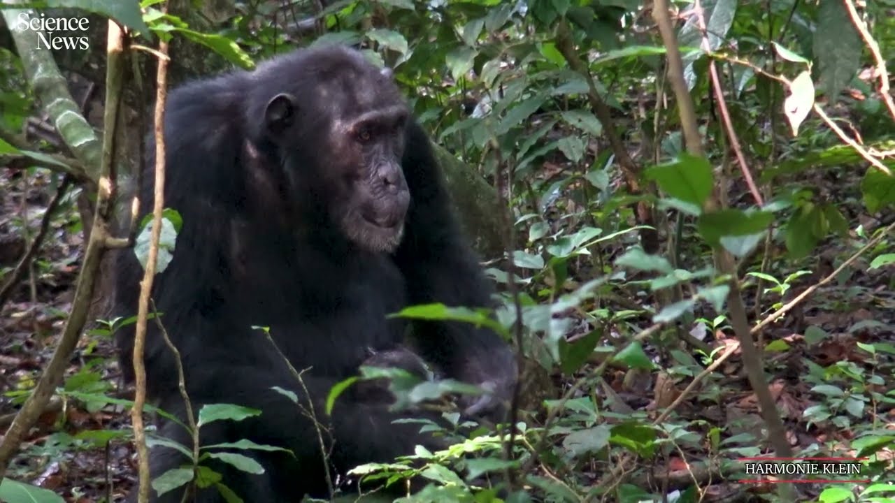A chimpanzee tends to a wound | Science News