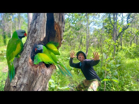 Beauty parrots make a nest in a tree hole. #cutebirds #wildsound #birdnest #nature #nest #wildlife