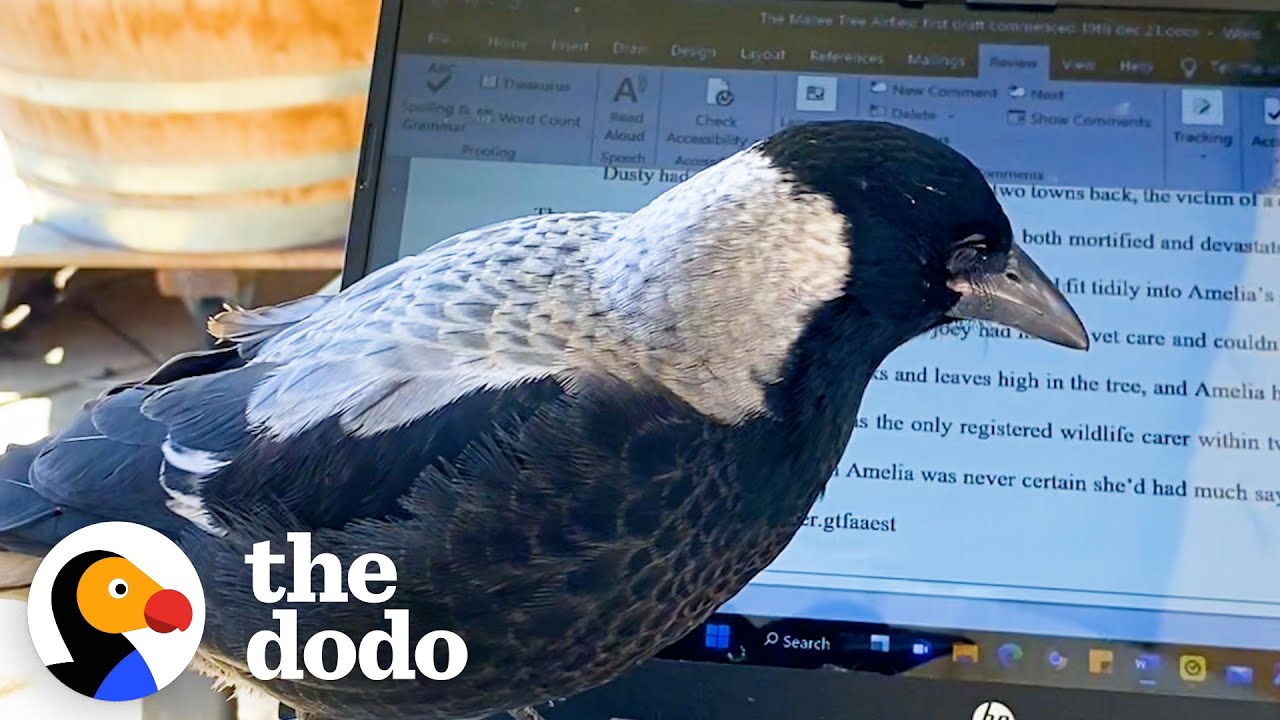 Wild Bird Visits Woman Everyday To 'Help' Her Write Books - The Dodo