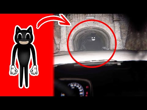 CARTOON CAT Real Captado en Camara