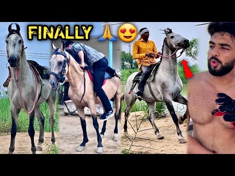 ❣️DREAM HORSE🥺!S NEEL€ MARWAR! GH0DE N€ RAAT K! NEEND UD@ D! 😭NAH! HA! K0I TAKKAR P€