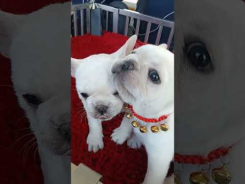 BEST, Competition Angry Puppy🐶🐕 Amazing Videos #fyp #viral #shorts #puppy #dog #trending #foryou BGT