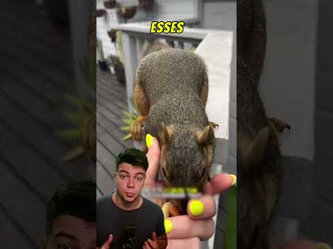 Muitos dizem que os americanos odeiam os esquilos #eua #animais #esquilos