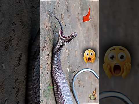 Snake swallows rat and sits up #shortvideo #snackvideo