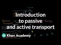 Exploring Passive and Active Transport Mechanisms
