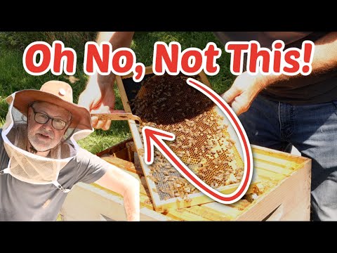 Beekeeper's Secret Struggle: Are Your Bees in Danger?