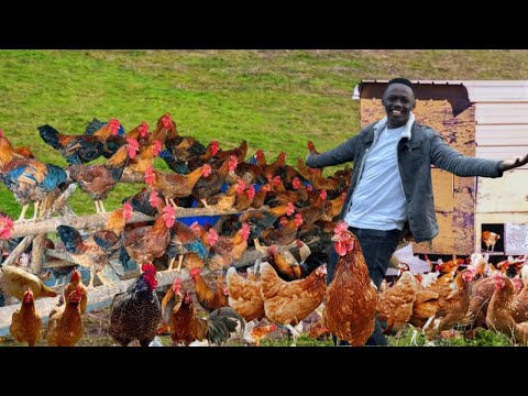 How He is Making Thousands of Dollars With Local Chicken