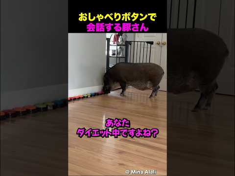 「中に人間入ってる?」賢すぎる豚さん現る