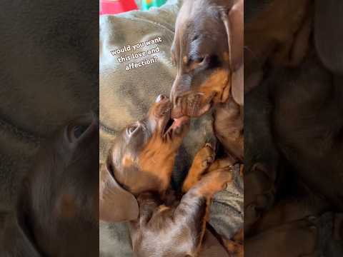 ouch #minidachshund #puppy #dachshundpuppy #dachshund #cutedog #cutepuppy #funnydog #cutepet #dog