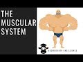 Exploring the Three Types of Muscles