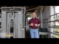 Vaccination Best Practices for Cattle