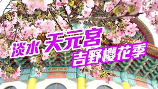 【新北】2026 淡水「天元宮」吉野櫻最新花況 (3/22 實況)  Danshui Taiwan