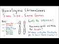 Understanding Diploid Genetics Concepts