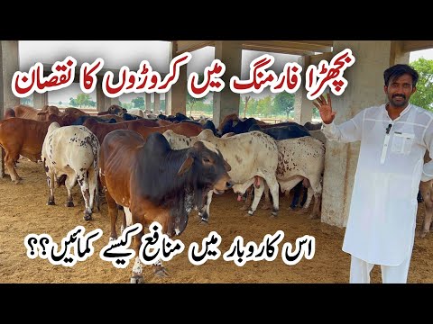 Bachra Farming Business 2025-26 in Pakistan #cow #business #farming #bachrafarming