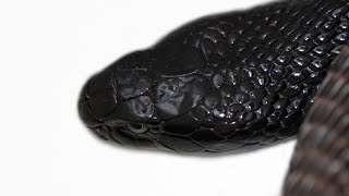 Black Pakistan Cobra & Rattlesnakes!