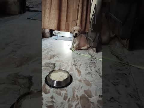 Hamari daisy hamari baat sunne lag gayi hai