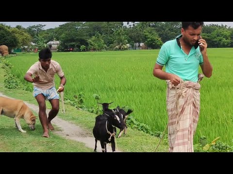 ছাগল নিয়ে কুকুর বেধে দিলো || Bangla funny video || Mitali Bangla