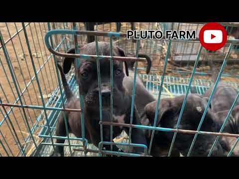 Cane Corso Puppy Available || Import Quality Puppy || Cane Corso Breed Price in India 2025 .