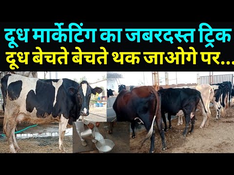 डेयरी का D भी नहीं पता था तो कैसे किया दूध का मार्केटिंग A to Z जानकारी देखें || dairy farming up ||