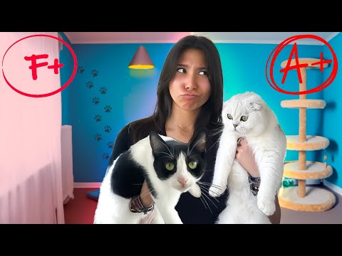 LEQUEL DE MES CHATS EST LE PLUS INTELLIGENT ? (je m'attendais pas à ça)