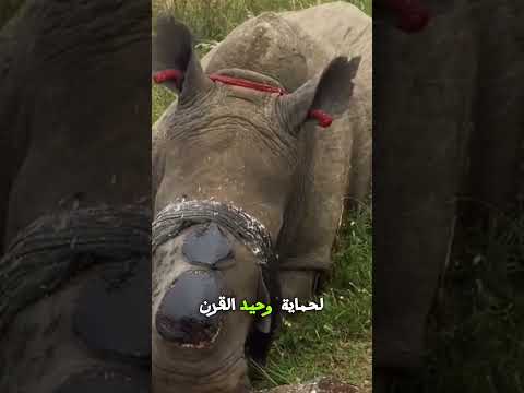 قطع القرن قبل أن يفعل الصيادون!