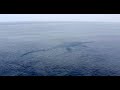 Diatom Algae and Marine Ecosystems