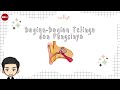 Understanding the Ear and Its Functions