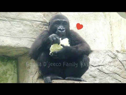 Ringo 乖乖吃菜菜😆🤣💦#Djeeco#ゴリラ#迪亞哥#金剛猩猩#taipeizoo #gorilla #台北市立動物園