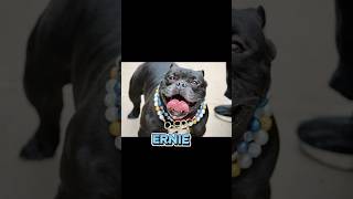 RESCUED/ERNIE 266109/ADOPTABLE DOG/NYCACCSIACC #nycacc