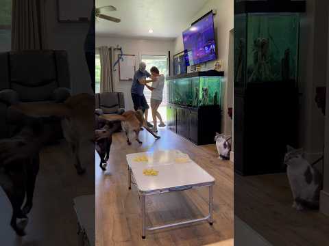 Dog Food Vs Thief Challenge #doghelp #belgianmalinois #challenge