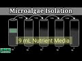 Streak Plating and Serial Dilution