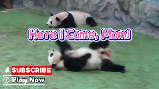 Panda Expresses His Love For Mom: Tumbling Into Her Arms | iPanda
