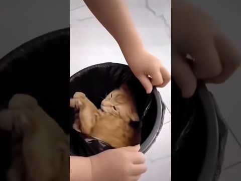 Questo trucco da USARE col tuo GATTO