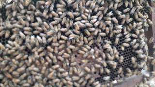 Why Queen Cell Is Building By Worker Bees ?