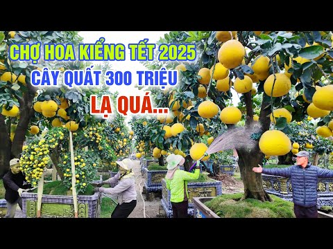 QUÁ KHỦNG CHỢ HOA KIỂNG TẾT 2025: CÂY QUẤT 300 TRIỆU ĐỘC LẠ CHƯA TỪNG CÓ