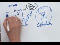 Comprensión del Video: Gabriel el Gato