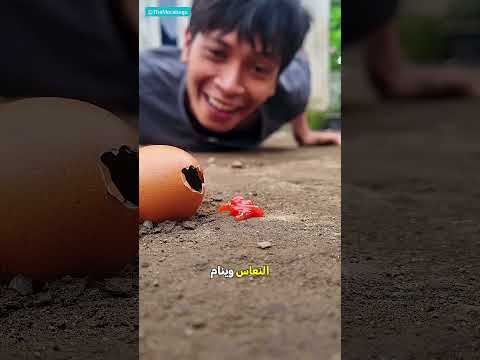 ماذا فعل مرة أخرى بأم أربع وأربعين؟ 🤔🐛