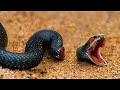 Survival Mechanisms of Headless Animals