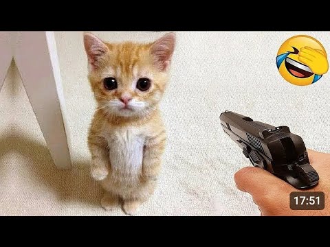 Best Cat Videos of the Decade 🤣| A Cat With Infinite | Funny CatCompilation 2025 New Blast #cat