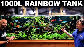 Making An EPIC 1000L Rainbowfish Aquarium (FULL BUILD)