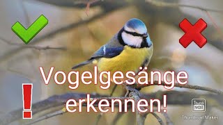 Vogel Gesänge erkennen!
