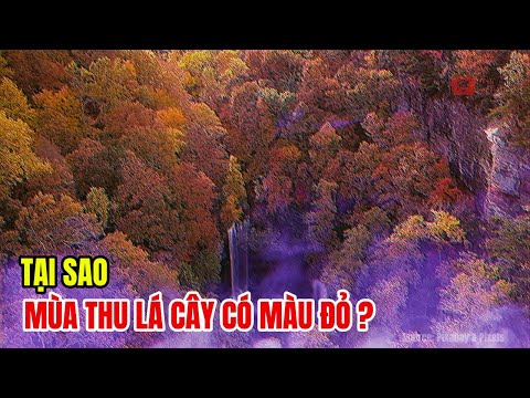 Vì Sao Lá Cây Chuyển Màu Đỏ Vào Mùa Thu? | Bí Ẩn Sắc Màu Thiên Nhiên