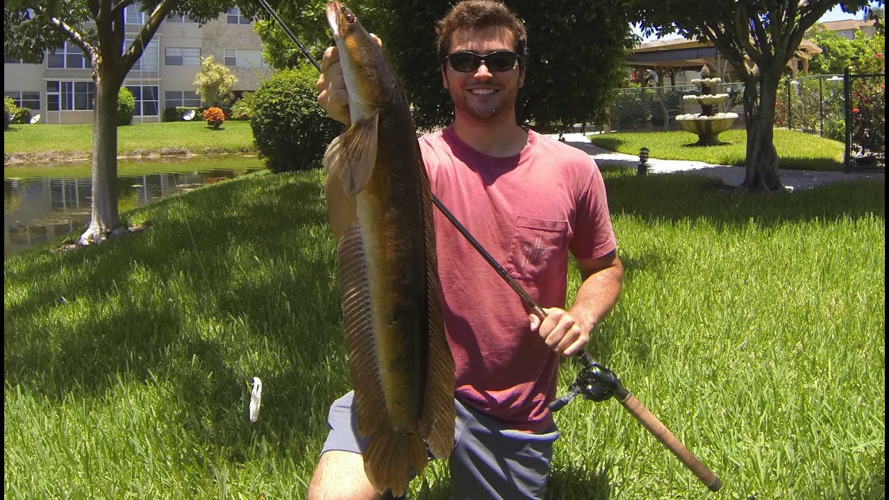 Froging and Vloging (Snakehead Fishing)