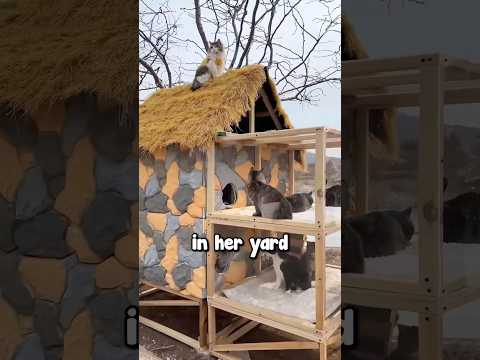 Making a Warm And Cozy Cat Shelter 🥹❤️