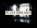 Plant Disease Identification and Symptoms