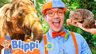 Blippi Meets BIG and Small Animals at Singapore Zoo! 🐘🦎 | Educational Animal Videos for Kids
