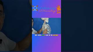 Anatomía del hombro, el húmero.