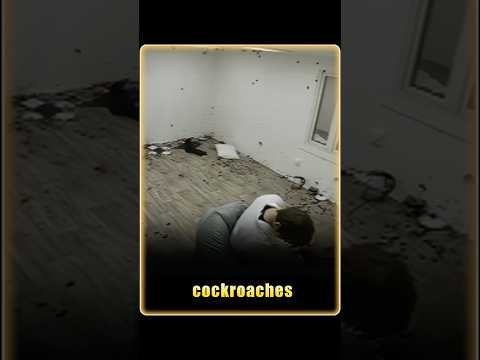 Cockroach Room
#challenge#foryou#usa#fyp