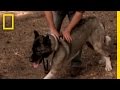Dog Training Techniques and Concepts